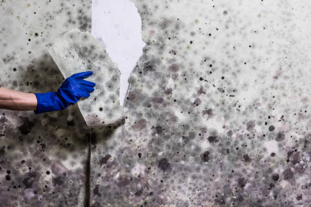Trusted Waterman, IL Mold Removal Experts